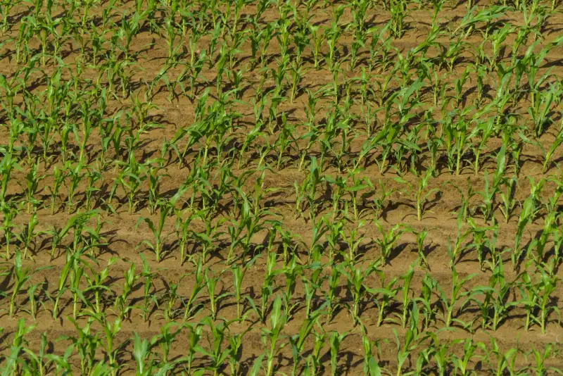 盐城农业科技公司生态种植技术对比：丹顶鹤模式与传统模式差异分析正文配图 1