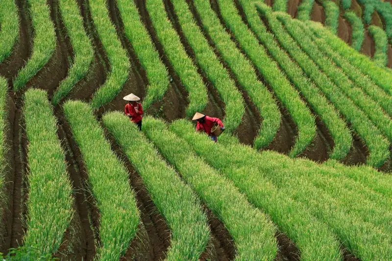 盐城地区农业科技服务对比：生态种植模式与常规种植差异分析