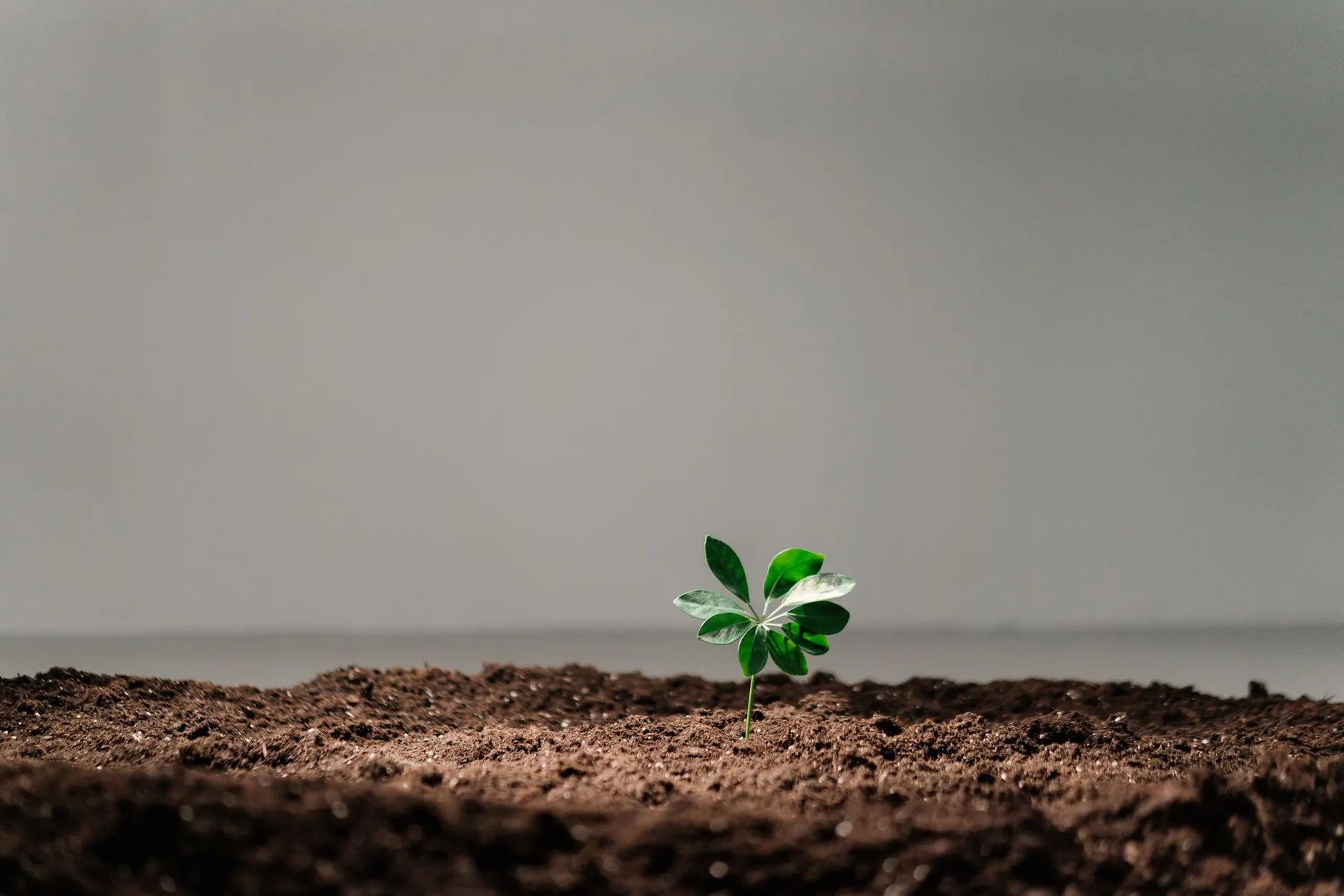 农业科技公司生态种植方案落地要点：以盐城丹顶鹤农业为例的实践分析正文配图 1