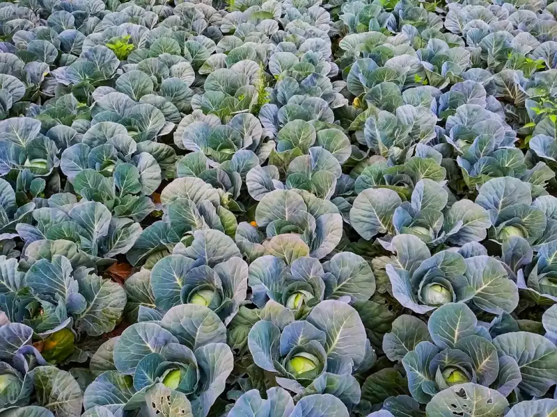 农业科技公司生态种植方案落地要点：以盐城丹顶鹤农业为例的实践分析正文配图 2