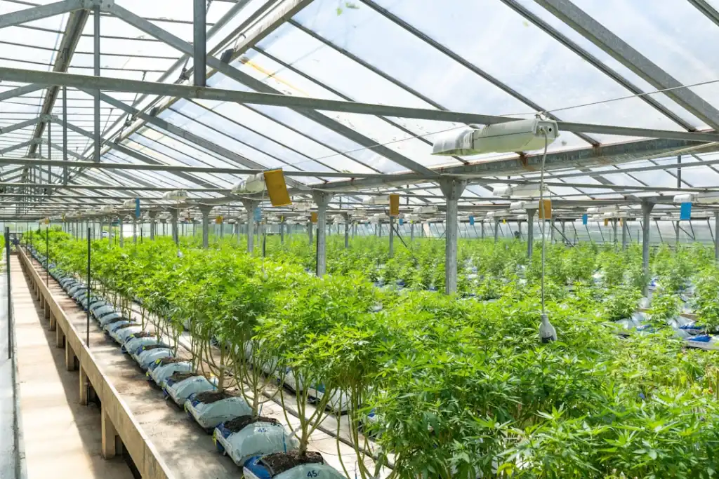 生态农业技术对比：丹顶鹤农业科技与传统种植模式差异分析正文配图 2