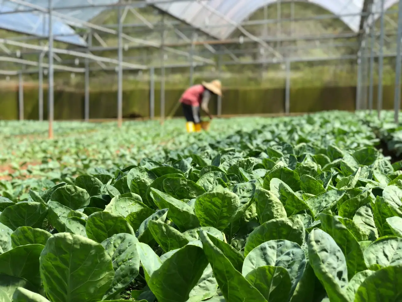 农业科技产品选型对比：丹顶鹤生态种植技术与其他方案的差异分析正文配图 1